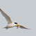 Least Tern
